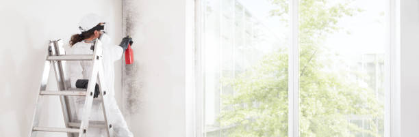  Addison, WV Mold Removal Pros